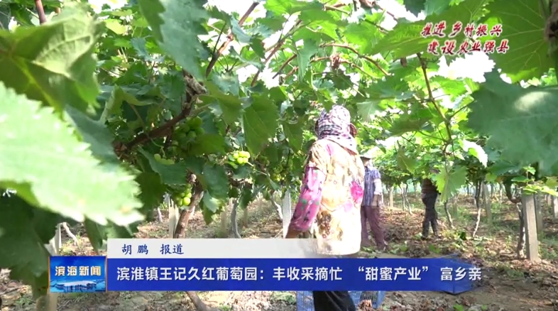 【推進(jìn)鄉(xiāng)村振興建設(shè)農(nóng)業(yè)強(qiáng)縣】濱淮鎮(zhèn)王記久紅